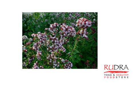 Raudene ēteriskā eļļa, 5ml